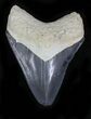 Serrated, Grey Bone Valley Megalodon Tooth #21965-1